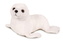 Plyš Tuleň 25 cm