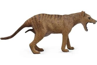 Wilk workowaty (tasmański) samica Wilk workowaty (tasmański) samica