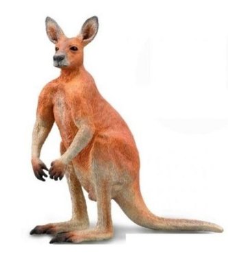 Kangur czerwony samiec Kangur czerwony samiec