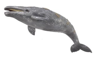 Gray Whale Gray Whale