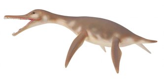 Dolichorhynchops Dolichorhynchops