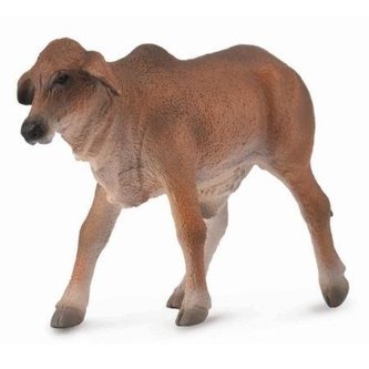 Cielę czerwone Brahman Cielę czerwone Brahman