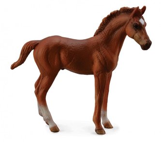 Źrebię Thoroughbred Foal Standing Chesnut Źrebię Thoroughbred Foal Standing Chesnut