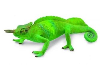 Kameleon górski Kameleon górski