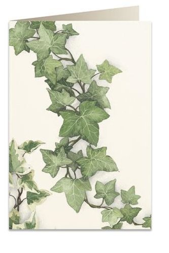 Karnet B6 + koperta 7528 Bluszcz