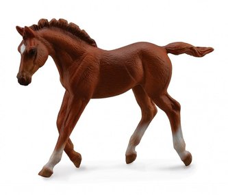 Źrebię Thorouhbred Foal Walking Chesnut Źrebię Thorouhbred Foal Walking Chesnut