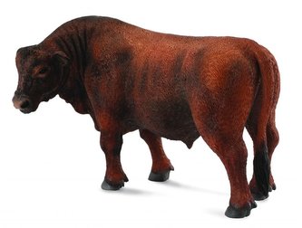 Byk czerwony angus Byk czerwony angus