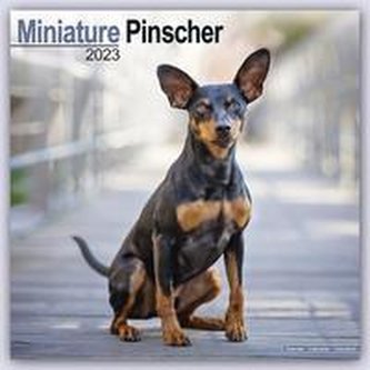 Miniature Pinscher - Zwergpinscher 2023 - 16-Monatskalender