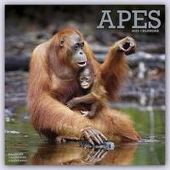 Apes - Affen 2023 - 16-Monatskalender