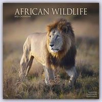 African Wildlife - Afrikanische Tierwelt 2023 - 16-Monatskalender