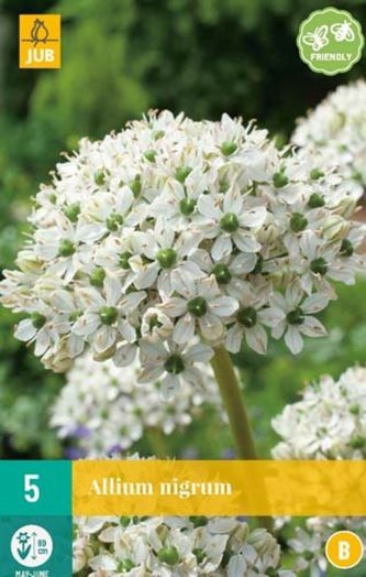 Karta - Česnek - Allium Nigrum (5 cibulí) "B"