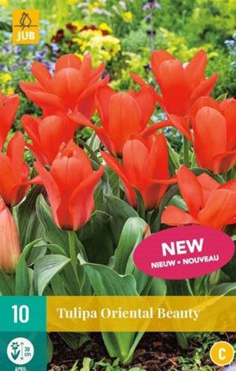Karta - Tulipán - Oriental Beauty (10 cibulí) "C"
