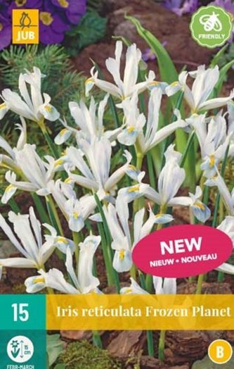 Karta - Kosatec - Iris Frozen Planet (15 cibulí) "B"
