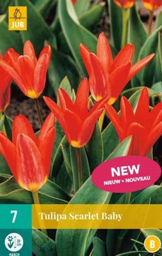 Karta - Tulipán - Scarlet Baby (7 cibulí) "B"