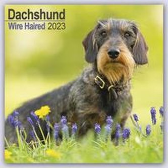 Wirehaired Dachshund - Rauhhaardackel 2023 - 16-Monatskalender