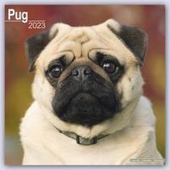 Pugs - Möpse 2023 - 16-Monatskalender
