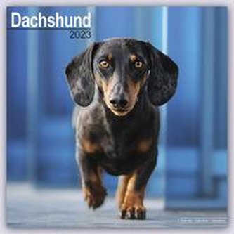 Dachshund - Dackel 2023 - 16-Monatskalender