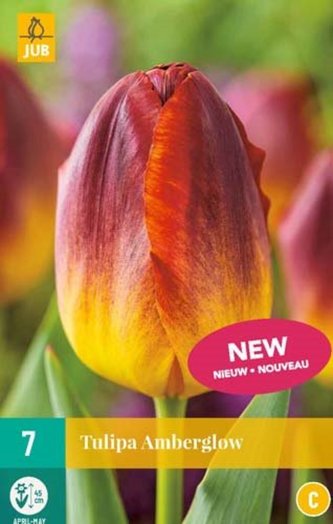 Karta - Tulipán - Amberglow (7 cibulí) "C"