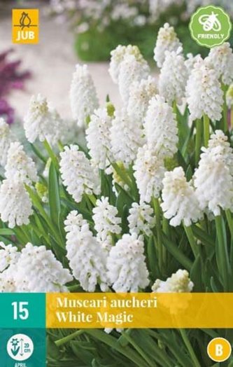 Karta - Modřenec - Muscari White Magic (15 cibulí) "B"