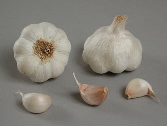 Česnek sadb.-Therador nepaličák bílý (50-60 mm) 8 palic  /cena bez slev/