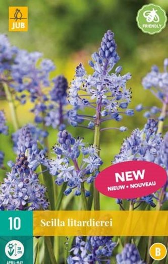 Karta - Ladoňka - Scilla Litardiere (10 cibulí) "B"