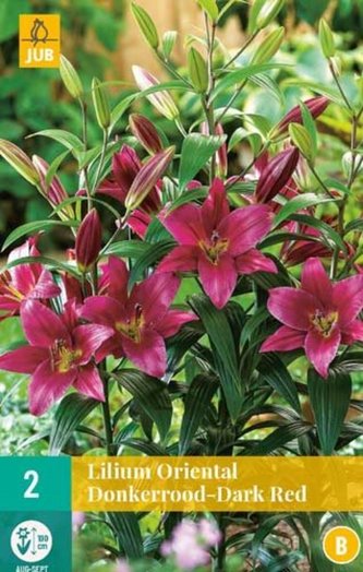 Karta - Lilie - Oriental Dark Red (2 cibule) "B"