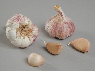 Česnek sadb. - Germidour nepaličák fialový (50-60 mm) 4 palice  /cena bez slev/