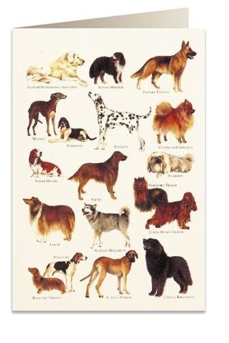 Karnet B6 + koperta 8948 Psy 2