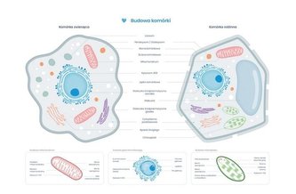 Plakat schemat budowy komórki zwierzęcej i roślin.