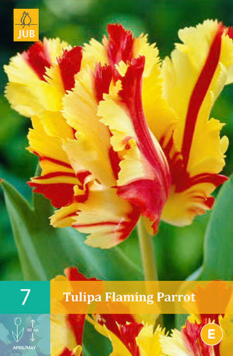 Karta - Tulipán - Flaming Parrot  (5 cibulí) "C"
