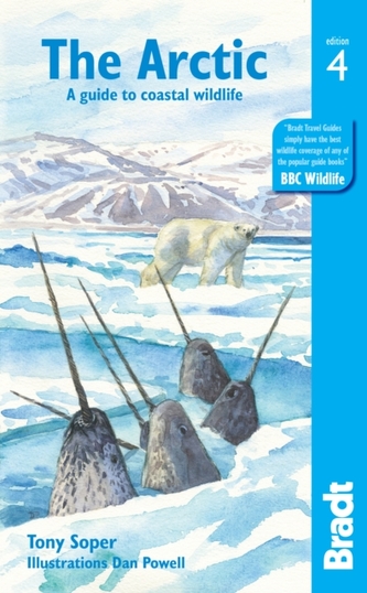 Arctic Arctic