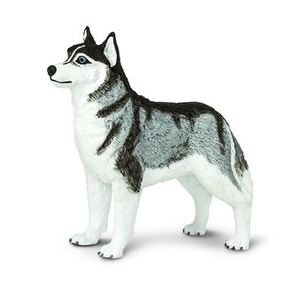 Sibiřský husky
