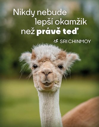 Magnet na lednici Nikdy nebude lepší čas