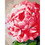 Malování podle čísel Rosa – 652 květina
