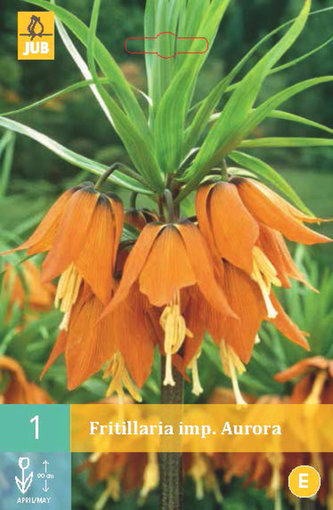 Karta - Řepčík - Fritillaria Imp. Aurora (1 cibule) "C"