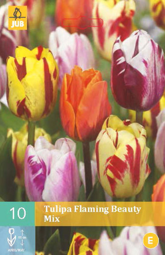 Karta - Tulipán - Flaming Beauty Mix (10 cibulí) "C" Karta - Tulipán - Flaming Beauty Mix (10 cibulí) "C"