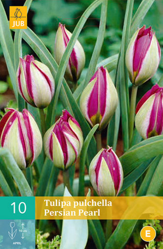 Karta - Tulipán - Pulchella Persian Pearl (10 cibulí) "C"