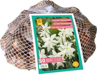 Síťka - XXL - Narcis Triandrus Thalia (30 cibulí)