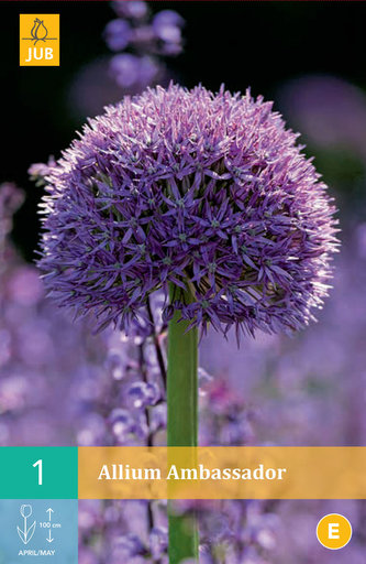 Karta - Česnek - Allium Ambassador (1 cibule) "C"