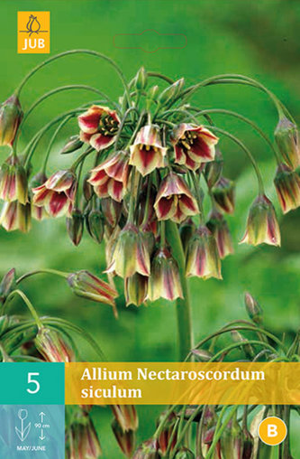 Karta - Česnek - Allium Nectaroscordum Siculum (5 cibulí) "A"