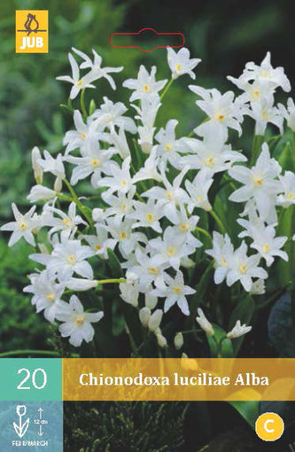 Karta - Ladonička - Chionodoxa Lucil. Alba (20 cibulí) "B"