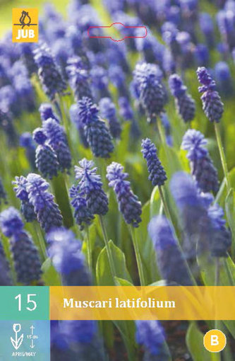 Karta - Modřenec - Muscari Latifolium (15 cibulí) "B"