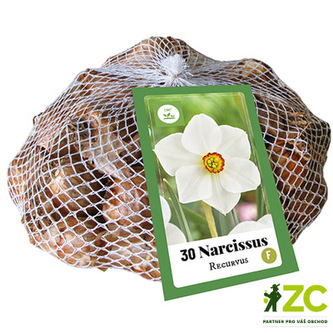 Síťka - XXL - Narcis Recurvus (30 cibulí)