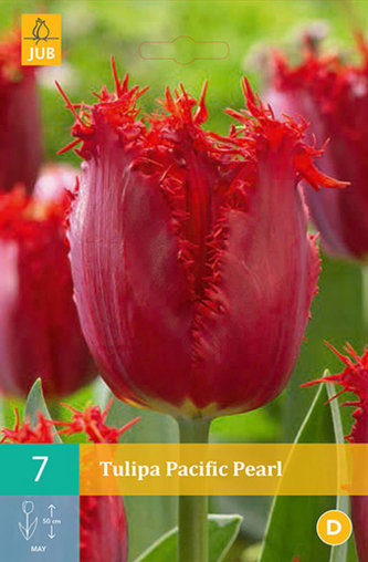Karta - Tulipán - Pacific Pearl (7 cibulí) "B"