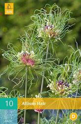 Karta - Česnek - Allium Hair (10 cibulí) "B"