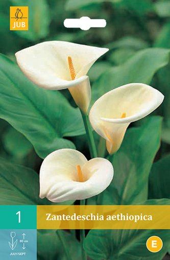 Karta - Kala - Zantedeschia Aethiopica (1 cibule) "C"