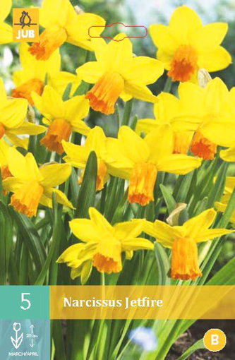 Karta - Narcis - Jetfire (5 cibulí) "B"