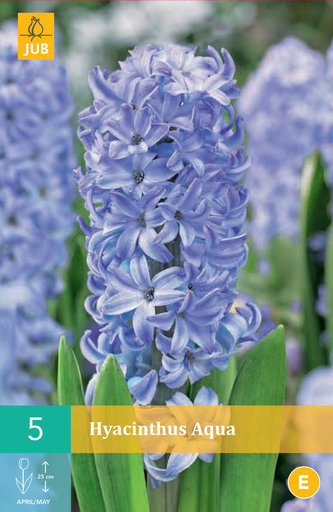 Karta - Hyacint Single - Aqua (5 cibulí) "C"
