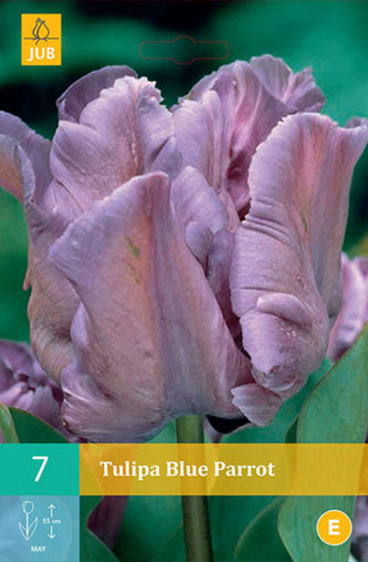 Karta - Tulipán - Blue Parrot (5 cibulí) "C"