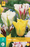Karta - Tulipán - Viridiflora Mix (7 cibulí) "C"